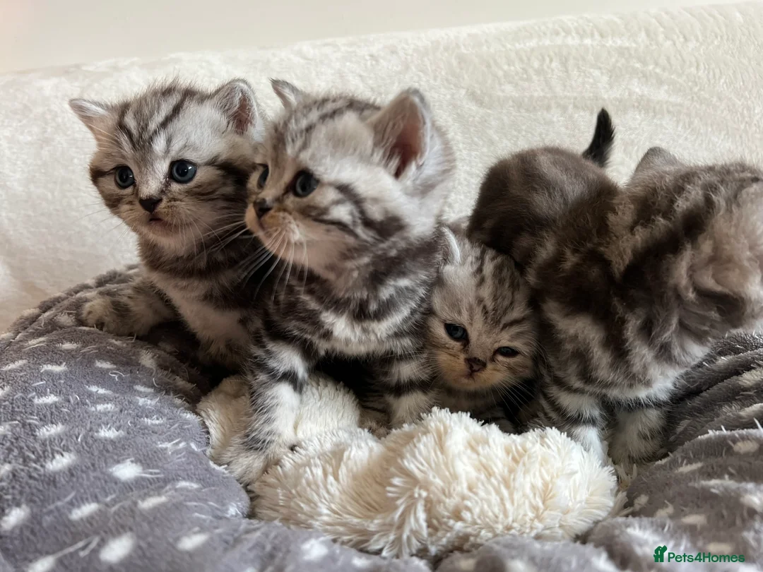 British Shorthair cats for sale: GCCF Rare Show Quality BSH Silver Tabby Kittens  - Advert 4
