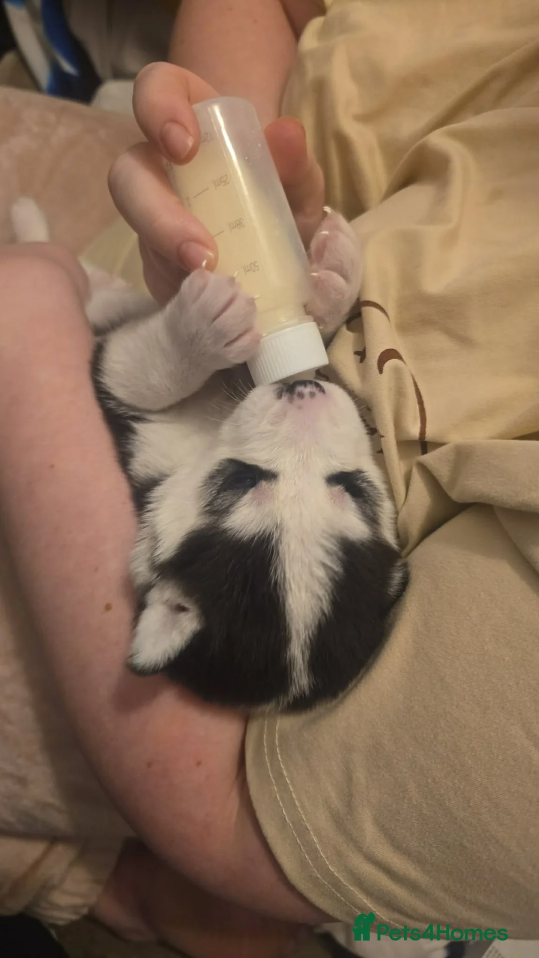 Siberian Husky dogs for sale: 4 siberian husky girl pups  - Advert 8