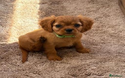 Cockalier dogs for sale: Gorgeous Cockalier Puppies… - Image 2