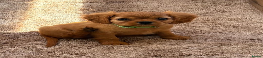 Cockalier Puppy 4
