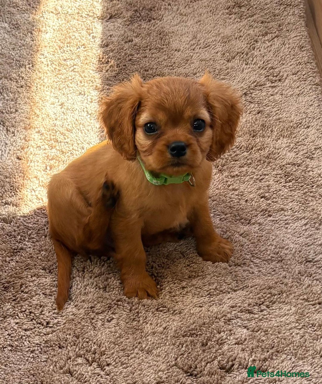 Cockalier dogs for sale: Gorgeous Cockalier Puppies… - Image 2