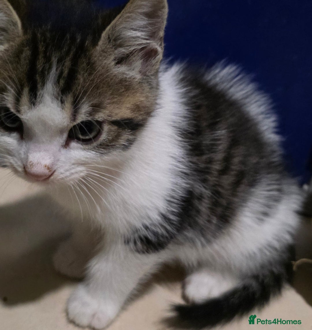 Mixed Breed cats for sale: Friendly playful kittens ready to find thier new  - Image 29