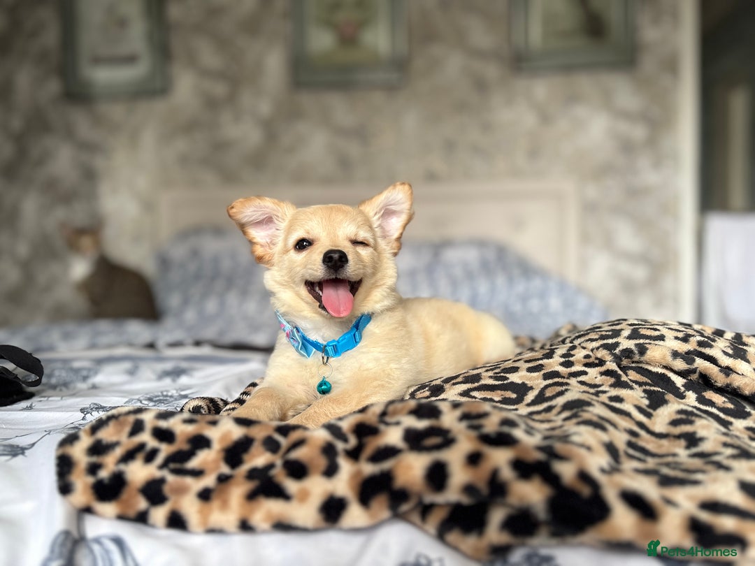 Chihuahua dogs for sale: Chihuahua x Italian volpino (5 puppies left ) 🏆 - Image 10