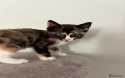 Turkish Van cats for sale: Turkish Van Mix Kittens 8 Weeks Old Ready Now! - Image 13