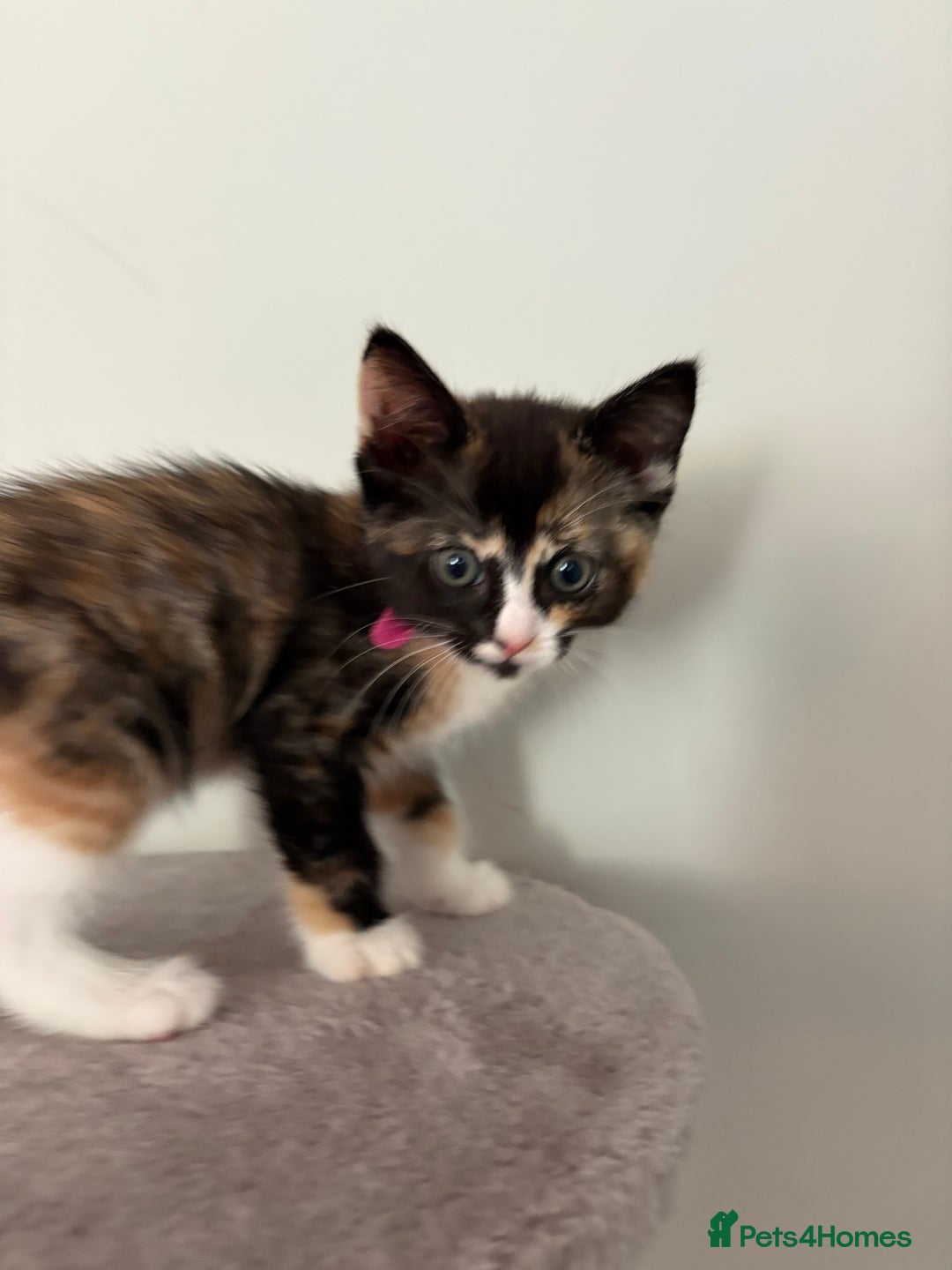 Turkish Van cats for sale: Turkish Van Mix Kittens 8 Weeks Old Ready Now! - Image 13
