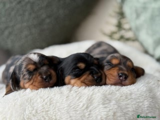 Miniature Dachshund dogs - Advert 4