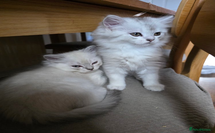 Persian cats - Advert 12