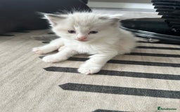 Ragdoll cats for sale: 🎀 RARE CHAMP BLOODLINE BI HIGH WHITE RAGDOLLS 🎀 - Image 15