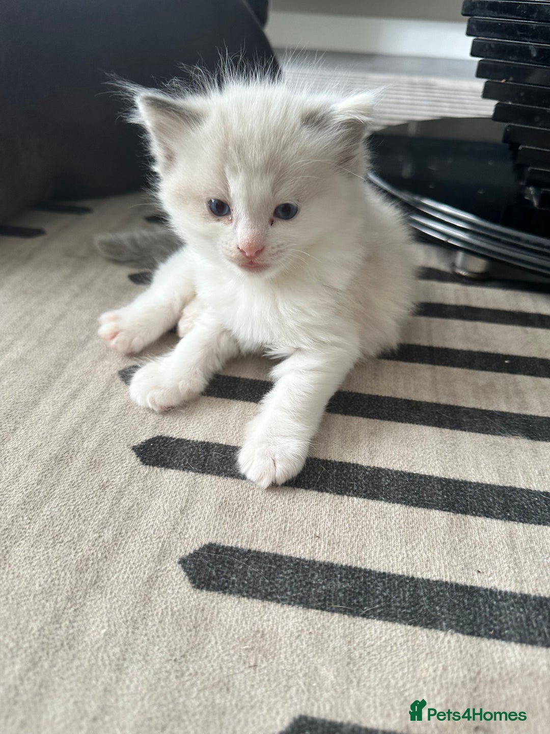 Ragdoll cats for sale: 🎀 RARE CHAMP BLOODLINE BI HIGH WHITE RAGDOLLS 🎀 - Image 15