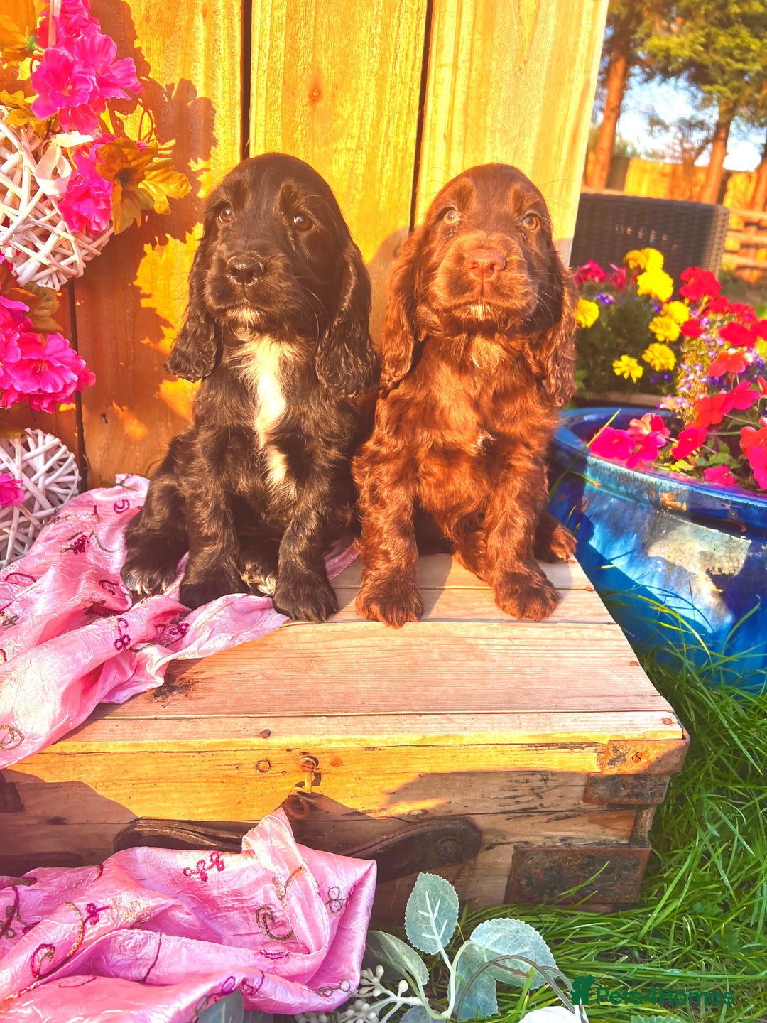 Sprocker dogs for sale: Quality Sprocker Spaniels last Black Boy ! - Image 13