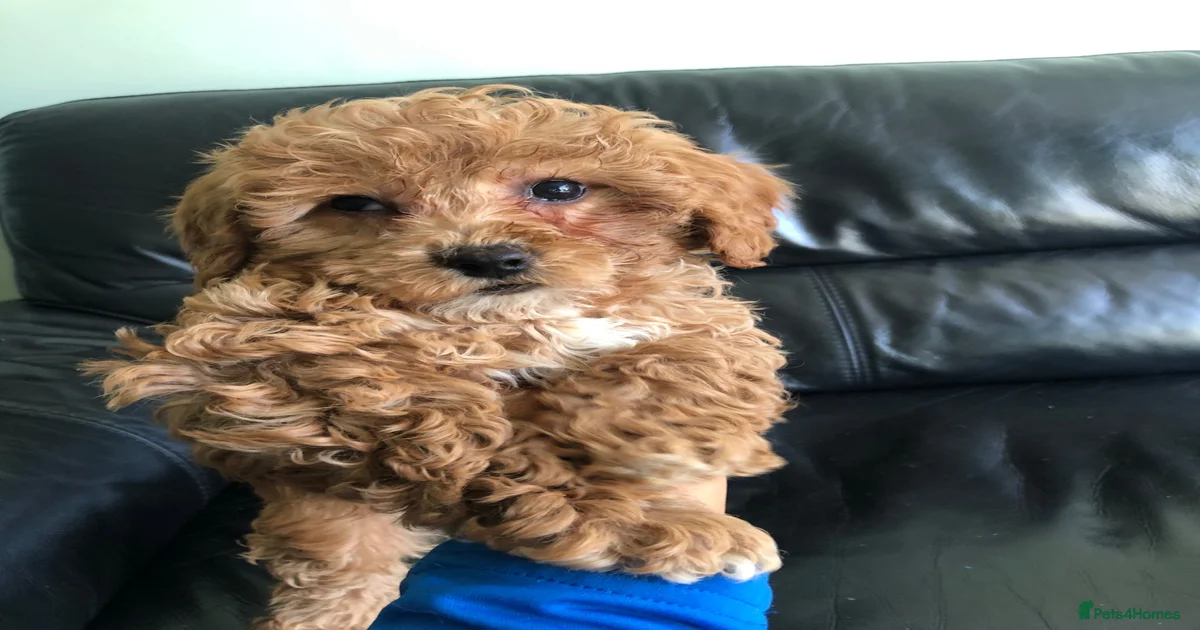 Cavapoo Puppies for sale in Eastbourne, East Sussex | Pets4Homes