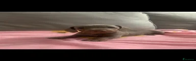 Dachshund 1