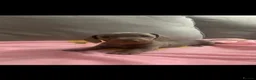 Dachshund dogs for sale: Daschund puppies  - Advert 6