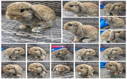 Mini Lop rabbits for sale:  The last two rabbits have been reserved Mini Lops - Image 10