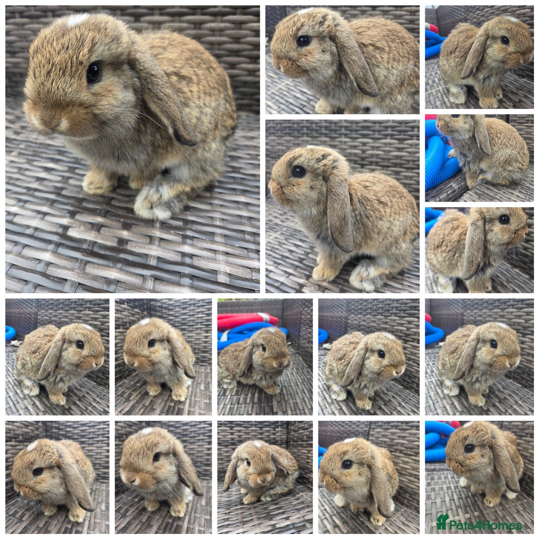 Mini Lop rabbits for sale:  The last two rabbits have been reserved Mini Lops - Image 10