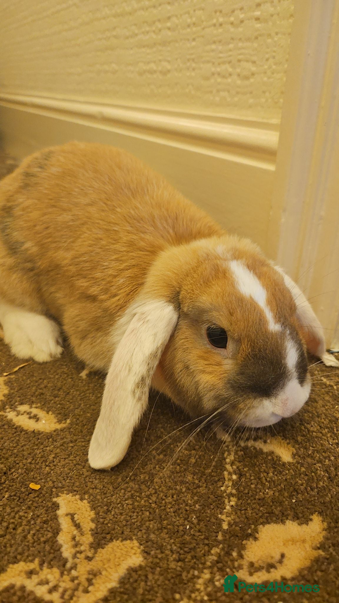 Mixed Breed rabbits Flopsy - Advert 11