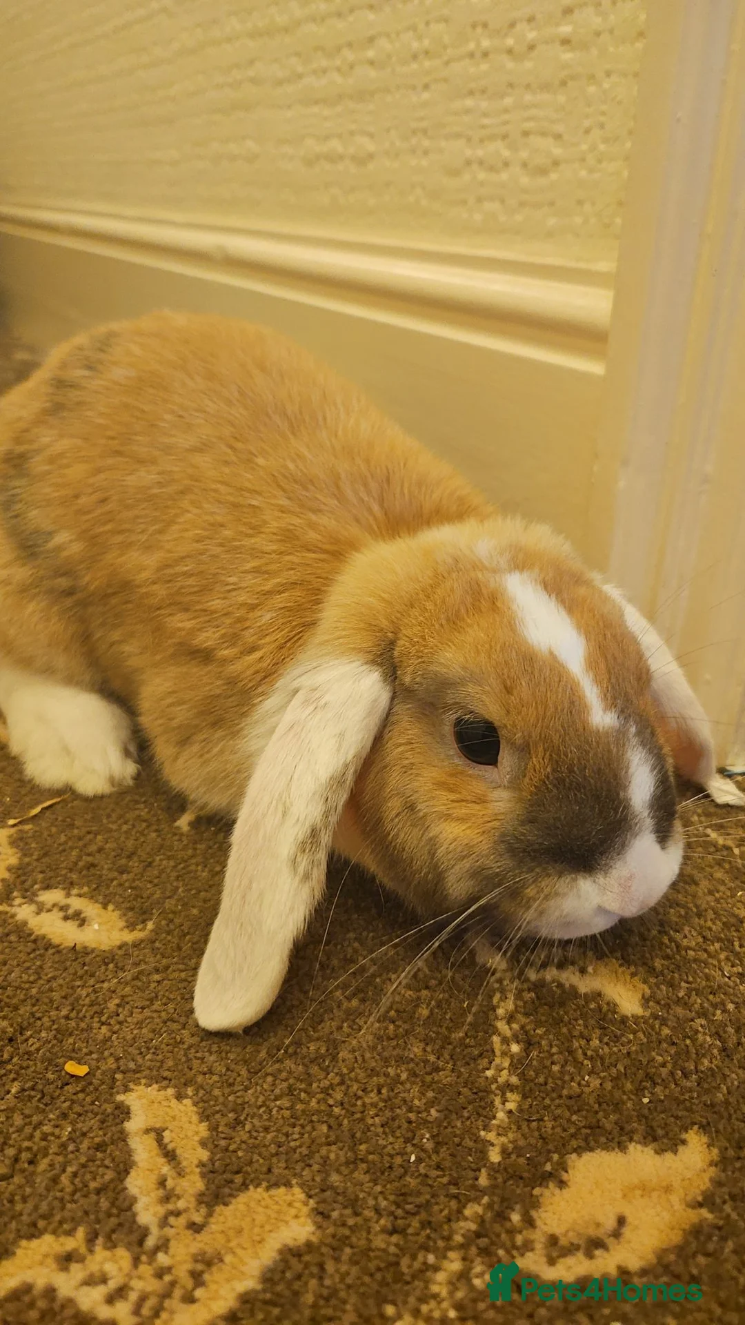 Mixed Breed rabbits for sale: Flopsy in Grimsby - Advert 1