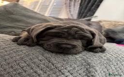 Mastiff dogs for sale: Mastiff puppies (Neapolitan) - Advert 8