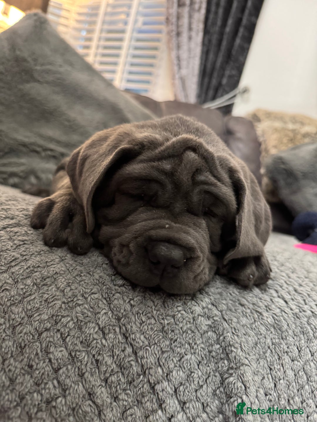 Mastiff dogs for sale: Mastiff puppies (Neapolitan) - Advert 8