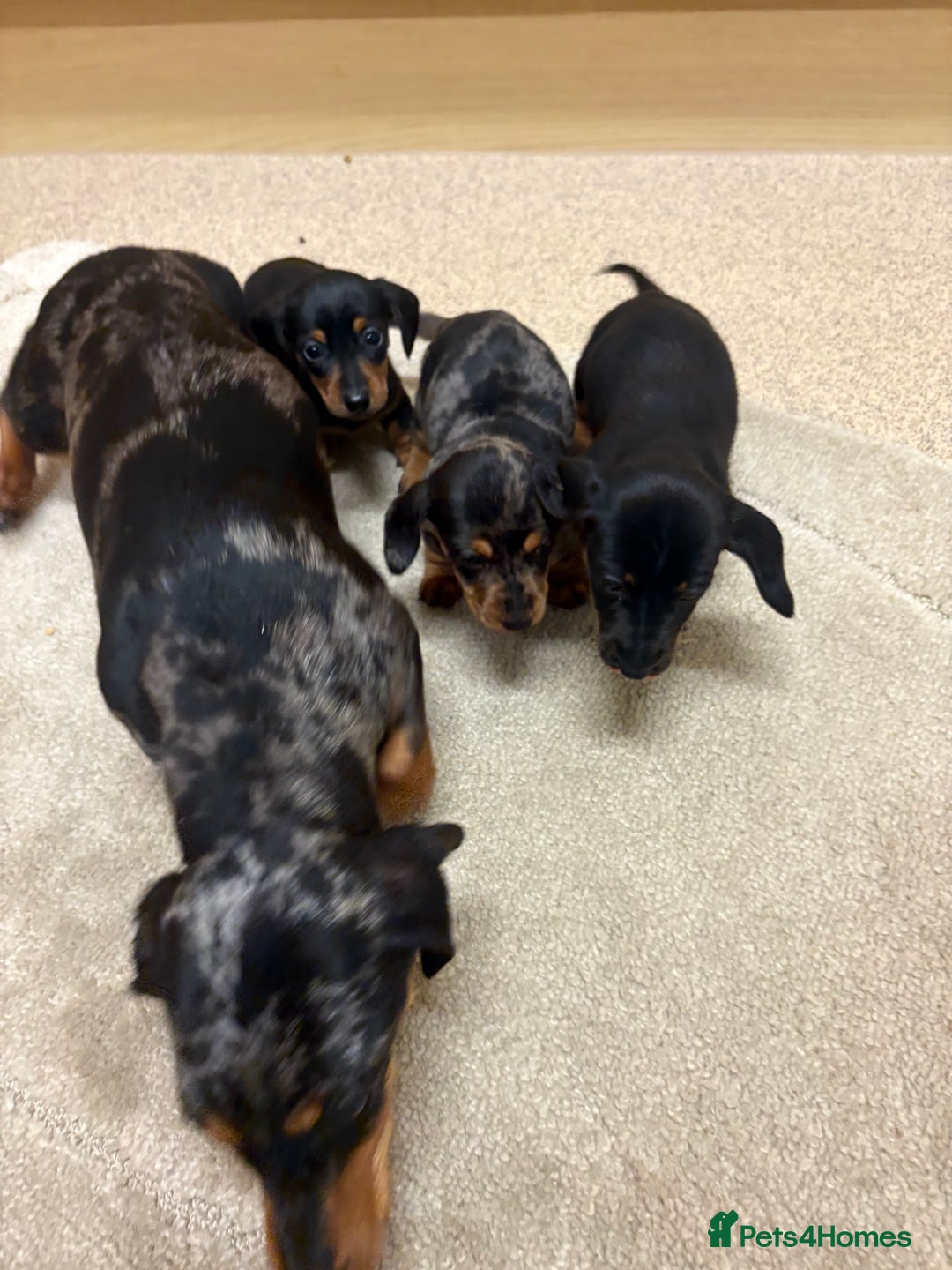Dachshund dogs for sale: Dachshund ❤️ 1 male 1 female LEFT - Advert 2