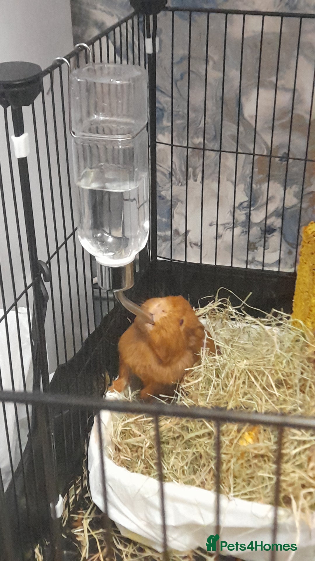 Guinea Pig rodents for sale: 2 male guniea pigs for sale - Advert 5