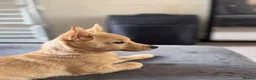 Jack Chi dogs for sale: 4 months old, beautiful little boy  in Northampton - Advert 4