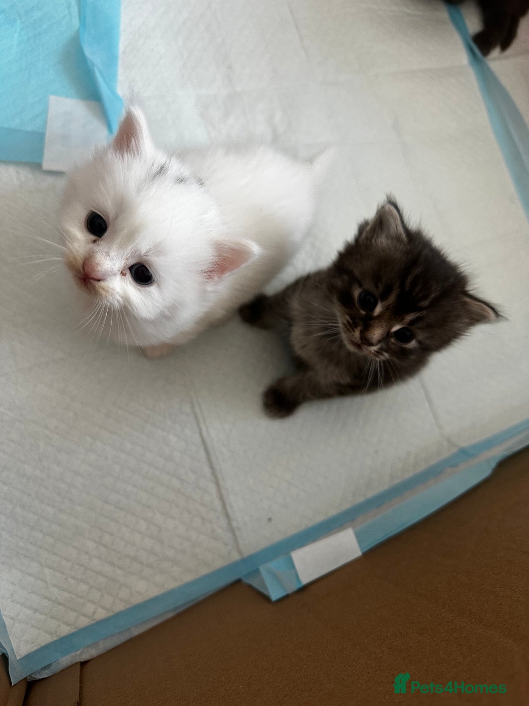 Mixed Breed cats for sale: Kittens  - Image 3