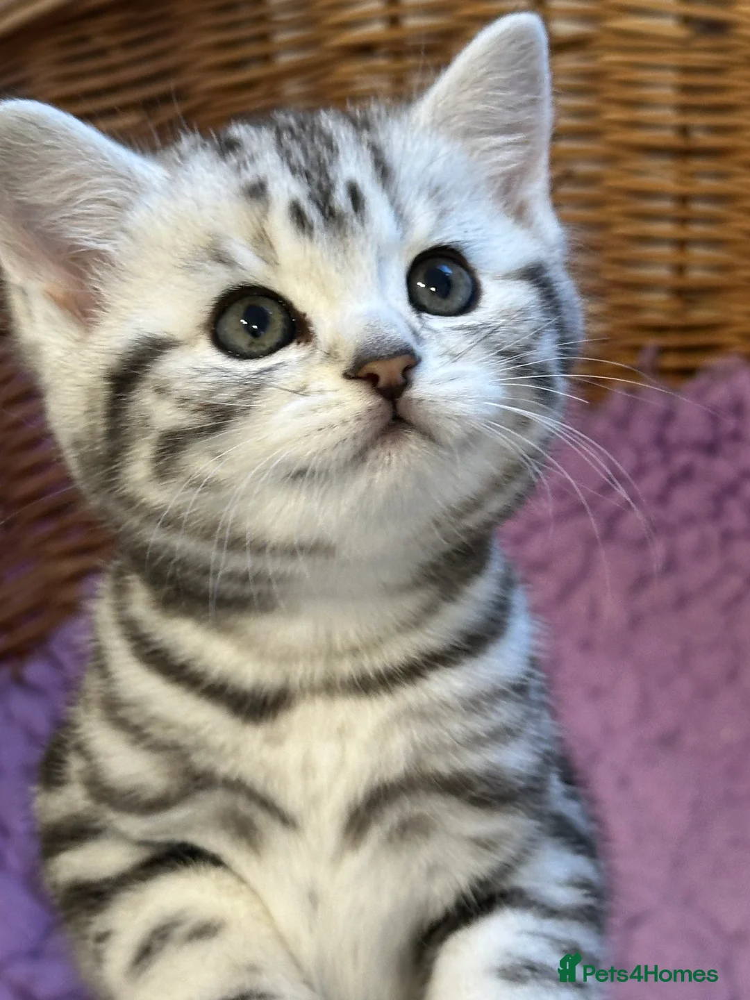 British Shorthair cats for sale: BSH stunning Silver Tabby kittens - Advert 5