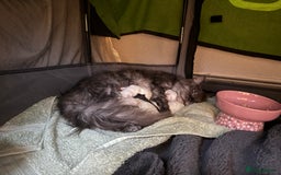 Maine Coon cats for sale: Large Maine coon kittens  - Advert 2