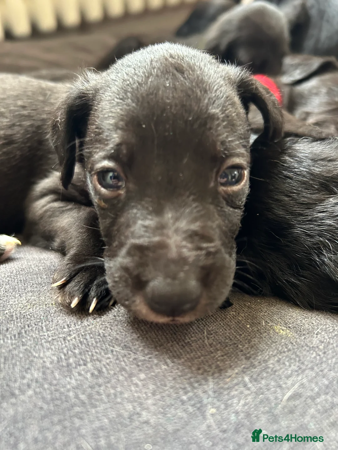 Mixed Breed dogs for sale: First cross bedlington whippet pups available  - Advert 3