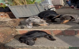 Miniature Dachshund dogs for sale: PRICE NEGOTIABLE Beautiful Isabella dachshund pups - Image 20