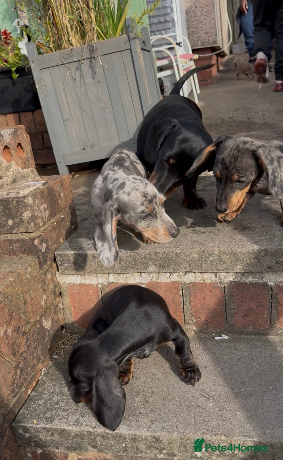 Miniature Dachshund dogs for sale: PRICE NEGOTIABLE Beautiful Isabella dachshund pups - Image 20