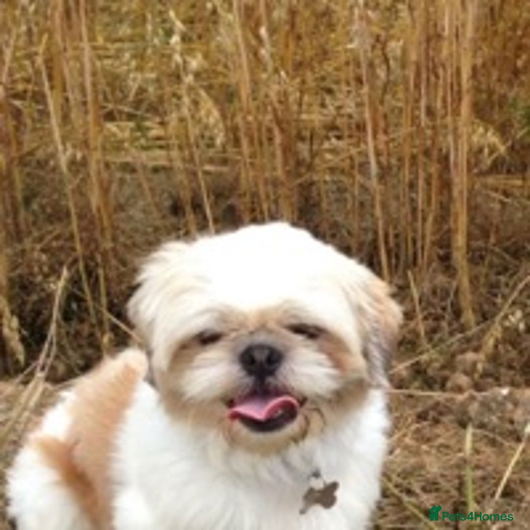 Shih Tzu dogs for stud: KC registered , beautiful stud dog in Cullompton - Advert 1