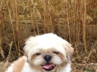 Shih Tzu dogs KC registered , beautiful stud dog in Cullompton - Advert 4