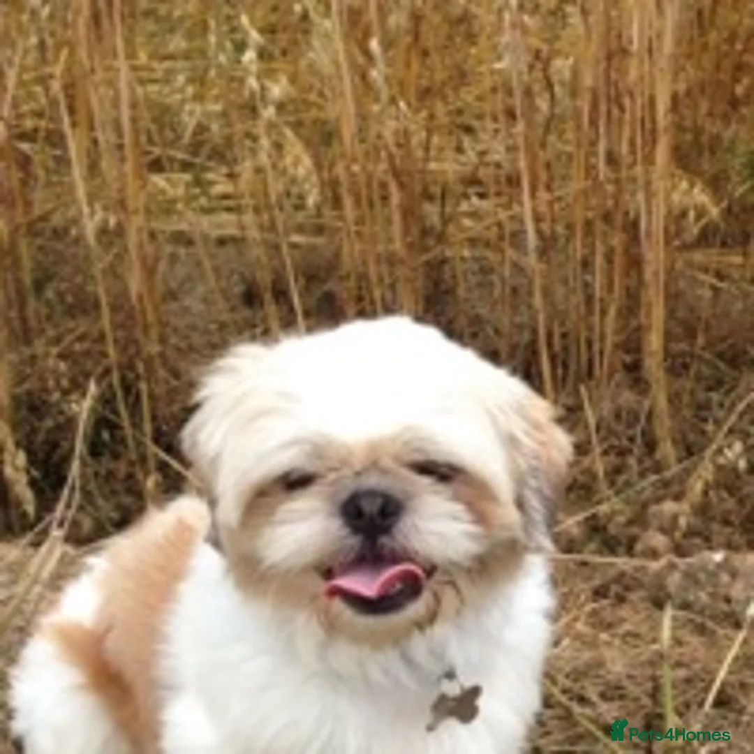 Shih Tzu dogs for stud: KC registered , beautiful stud dog in Cullompton - Advert 1