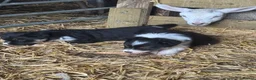 Border Collie dogs for sale: 2 Beautiful Border Collie bitch pups in Sheffield - Advert 9