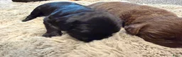 Cocker Spaniel dogs for sale: Beautiful Cocker Spaniel Puppies  - Advert 18