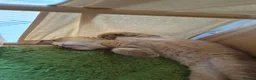 British Shorthair cats for sale: Golden British babies - Advert 3