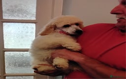 Standard Poodle dogs for sale: Stunning KC reg female standard poodle puppies - Image 5