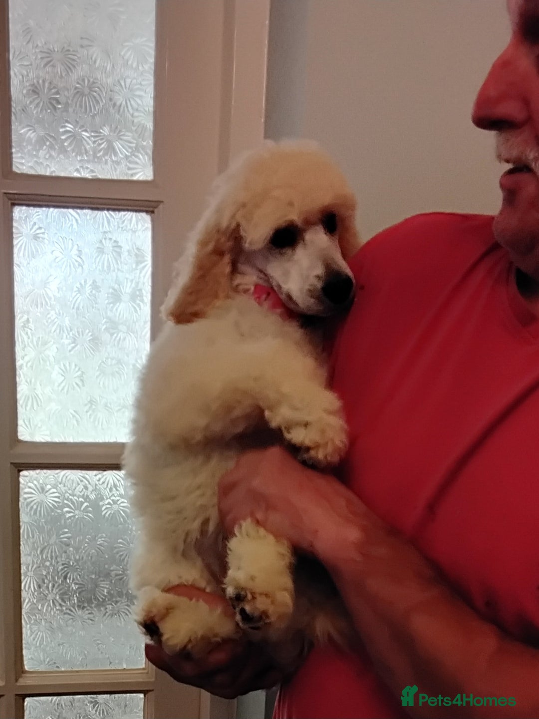 Standard Poodle dogs for sale: Stunning KC reg female standard poodle puppies - Image 5