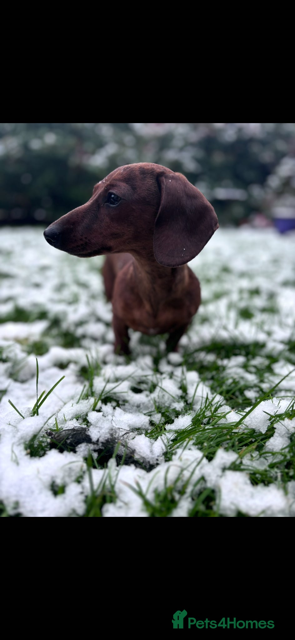 Miniature Dachshund dogs Kc reg miniature dachshund for stud - Advert 1