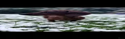 Miniature Dachshund dogs for stud: Kc reg miniature dachshund for stud - Advert 1