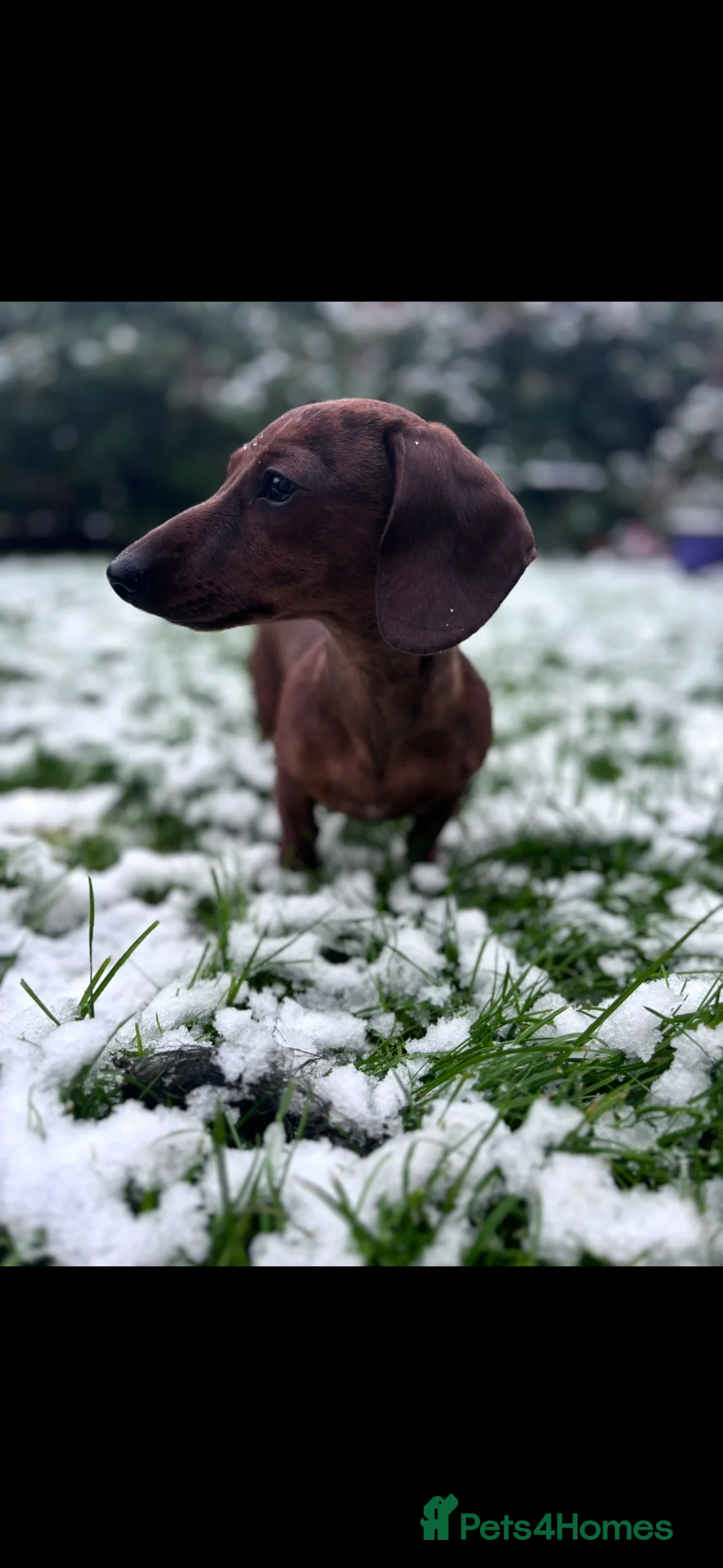 Miniature Dachshund dogs for stud: Kc reg miniature dachshund for stud - Advert 1