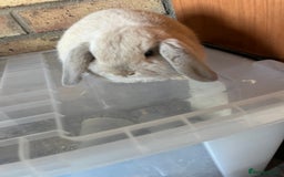 Mini Lop rabbits for sale: Beautiful mini lop baby girl - Image 3