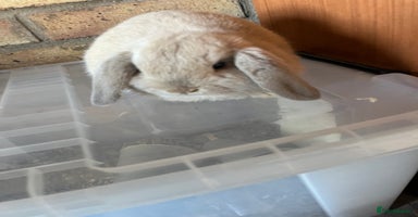 Mini Lop rabbits - Advert 4
