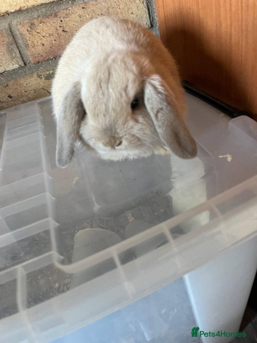 Mini Lop rabbits for sale: Beautiful mini lop baby girl - Image 3