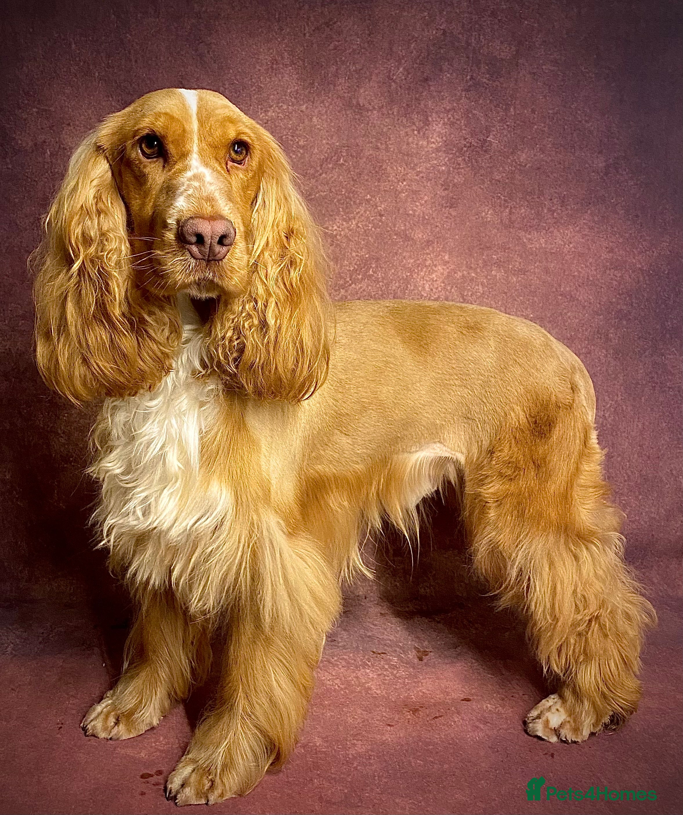 Cocker Spaniel dogs Show Cocker At Stud Highly Health Tested in Sandbach - Advert 8