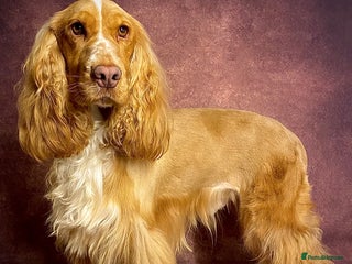 Cocker Spaniel dogs in Sandbach - Advert 33