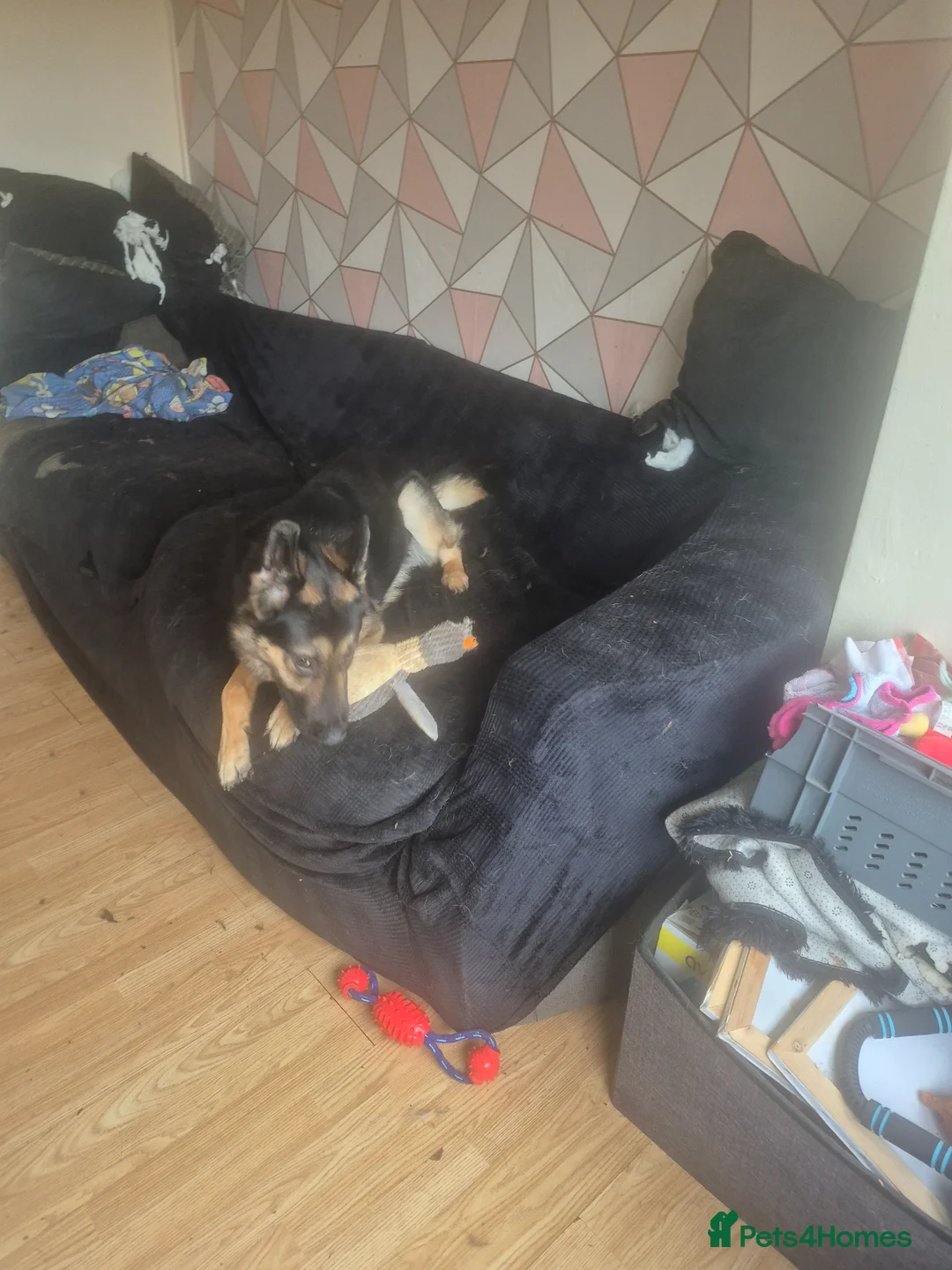 German Shepherd dogs for sale: For sale please read description  - Advert 1