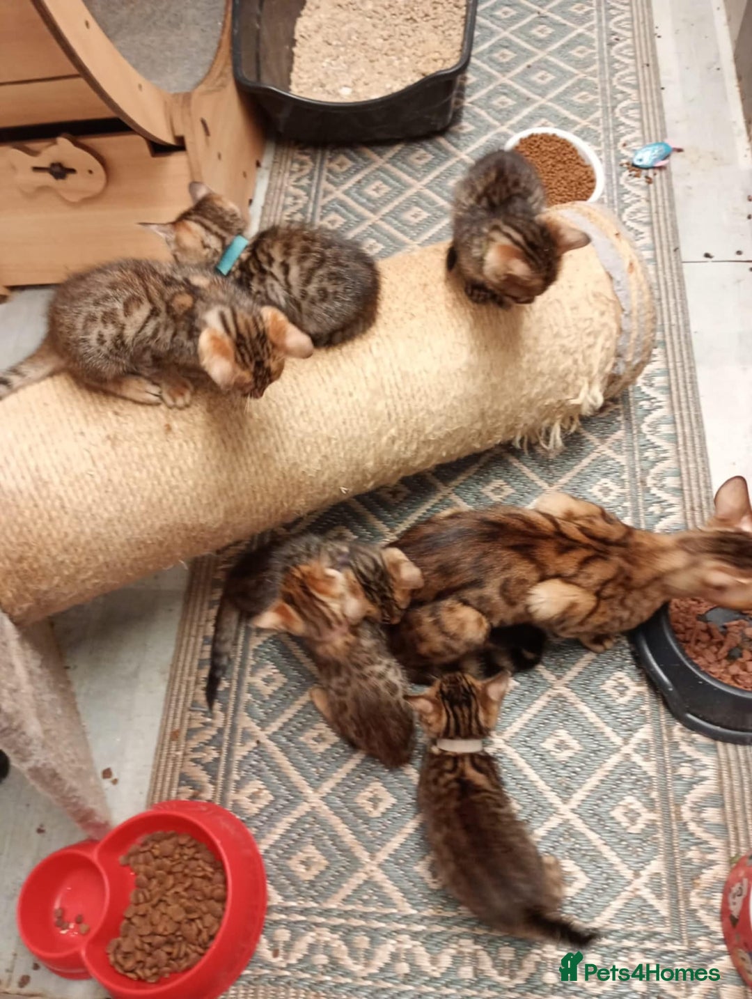 Bengal cats for sale: 6 beautiful bengal kittens ready soon  - Image 4